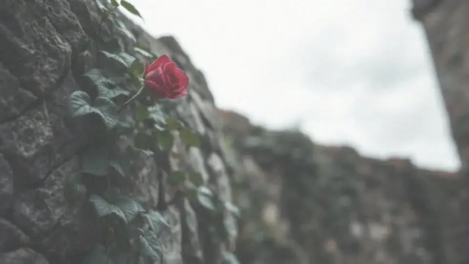 Kierować się sercem czy rozumem rozprawka: jak znaleźć równowagę?