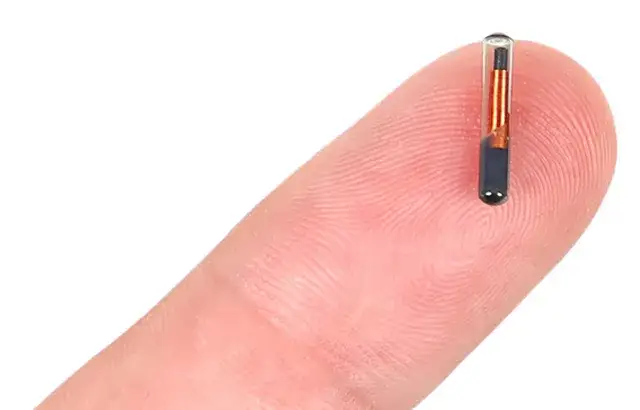 Jak wygląda chip dla psa? Poznaj jego rozmiar i sposób wszczepienia