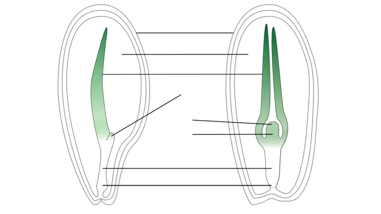 Jak rozmnażają się rośliny nasienne - tajemnice zapłodnienia i nasion