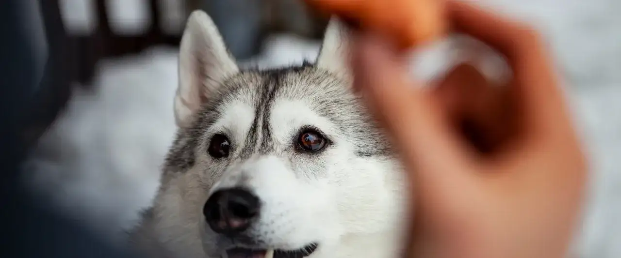 Siberian husky patrzy z nadzieją na przysmak. Czas na trening, od kiedy można zostawiać szczeniaka samego?