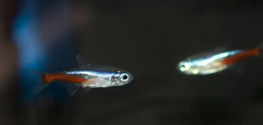 Jak neonki się rozmnażają? Kluczowe warunki do sukcesu w akwarium