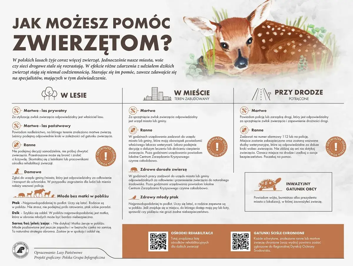 Sanktuarium dla zwierząt w Polsce: jak pomóc potrzebującym zwierzętom