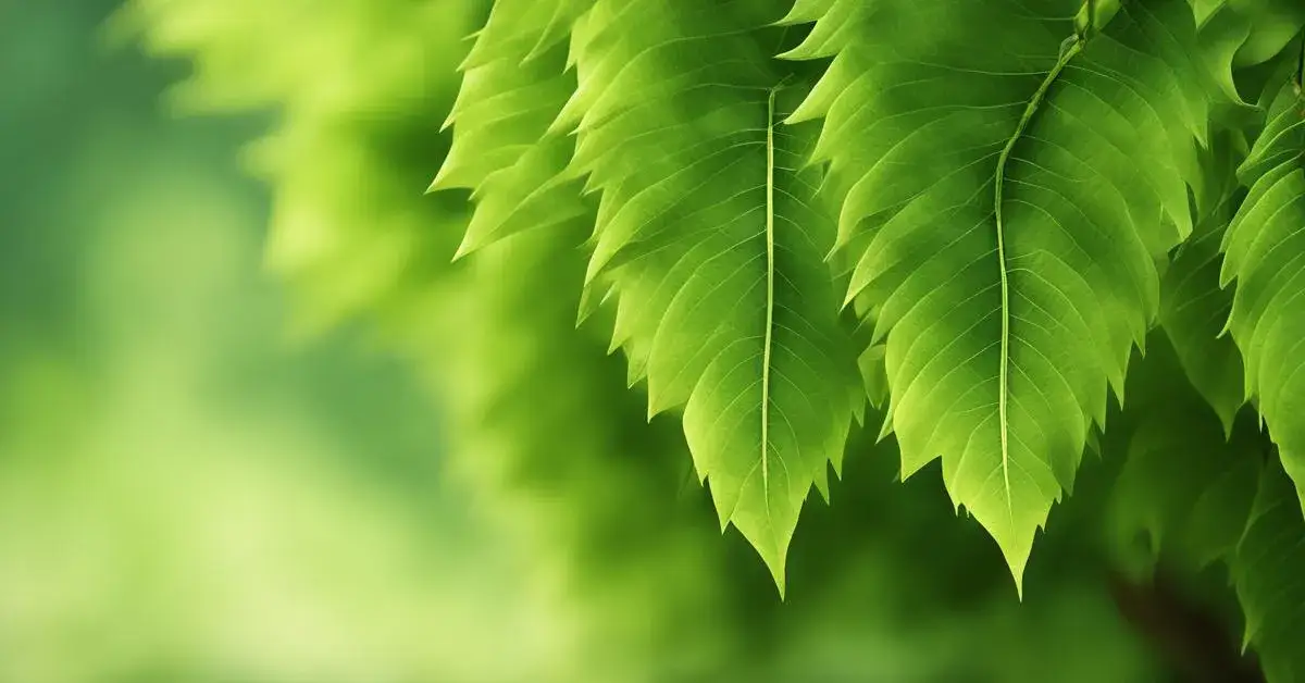 Jak sadzić grab żywopłot? Odpowiednie odstępy dla gęstości