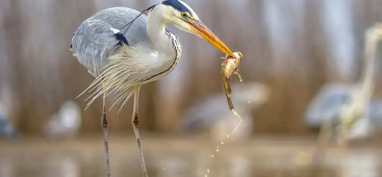 Czym żywi się czapla? Odkryj zaskakujące fakty o jej diecie