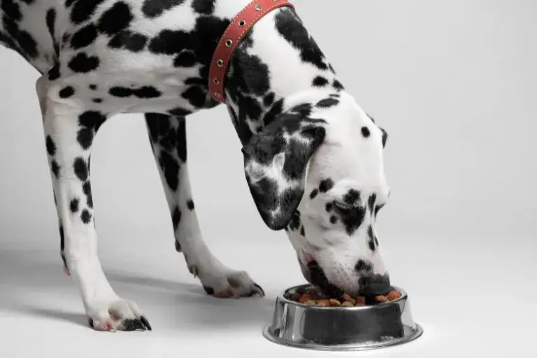 Jaka karma dla psa niejadka? Sprawdzone sposoby na poprawę apetytu