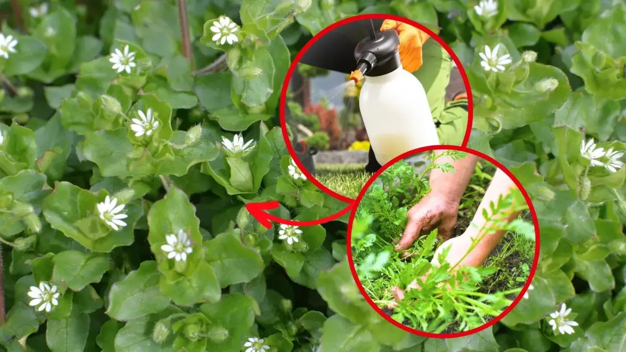 Mokrzyca: Jak raz na zawsze pozbyć się jej z ogrodu?