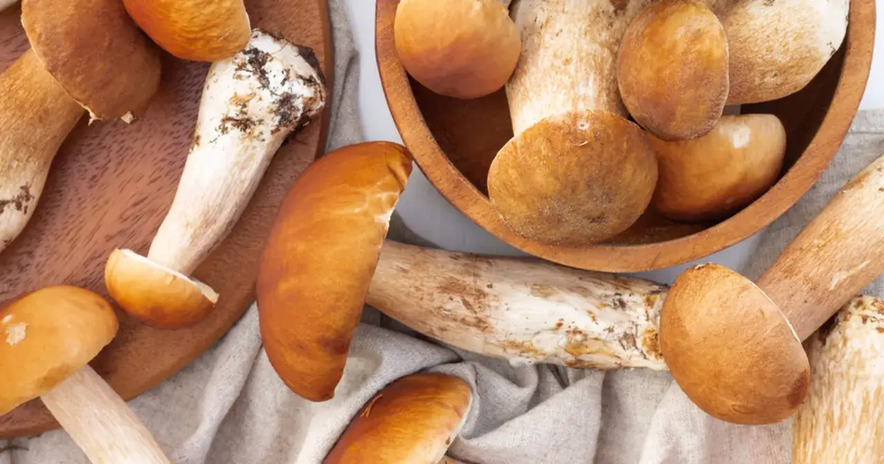 Zbiór borowików. Czy koty mogą jeść grzyby? Z pewnością nie powinny, bo te leśne skarby są dla nich trujące.