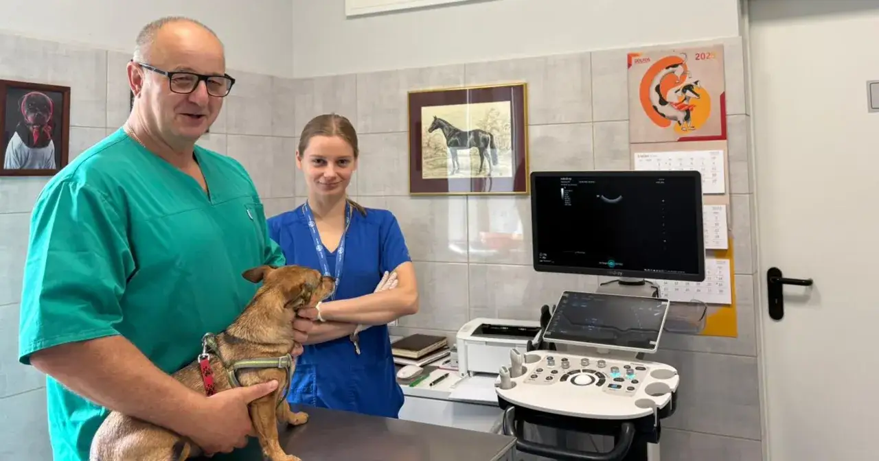 Czy weterynarz może wypisać receptę dla człowieka? Sprawdź prawdę.