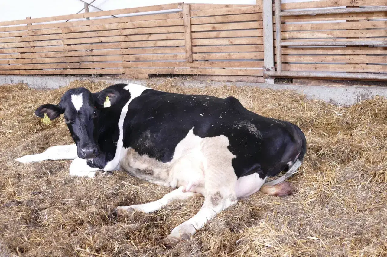 Jak wywołać poród u krowy i uniknąć komplikacji podczas porodu