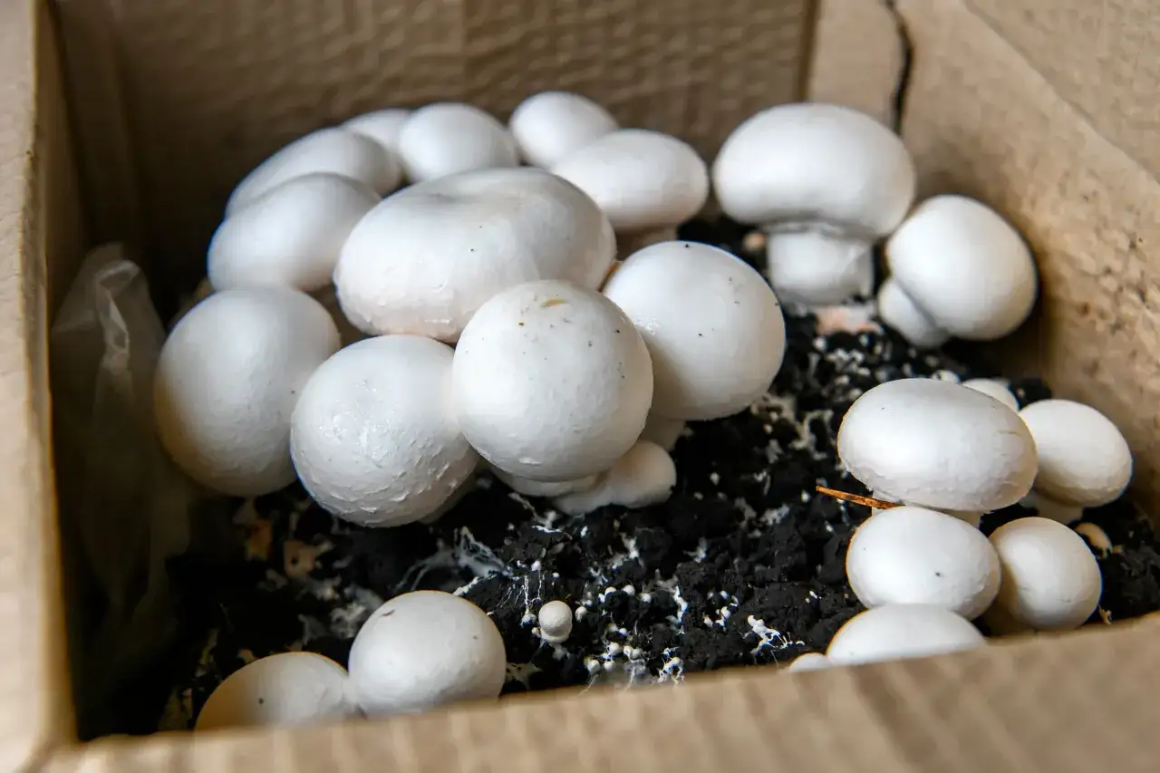 Jak uprawiać pieczarki w domu? Prosty poradnik dla każdego!