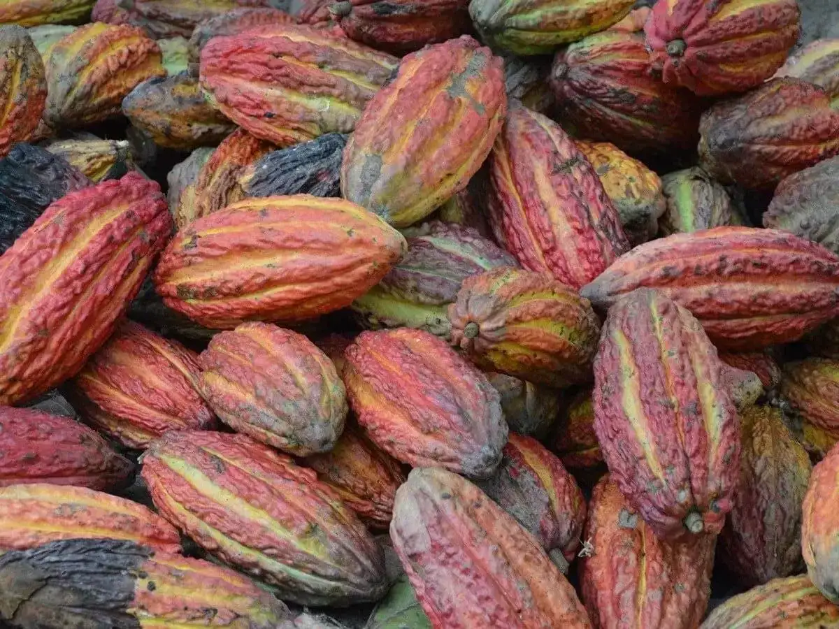 Kakao Criollo vs Forastero: Różnice w cenie i jakości co wybrać?