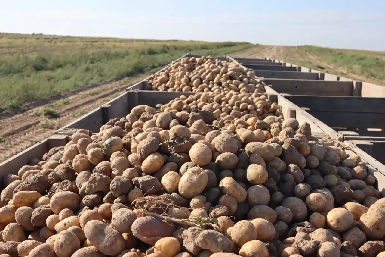 Ogromne ilości ziemniaków w drewnianych skrzyniach, gotowe do transportu. Widać pole w tle. Takie plony pozwalają ocenić, ile ziemniaków z hektara można zebrać.