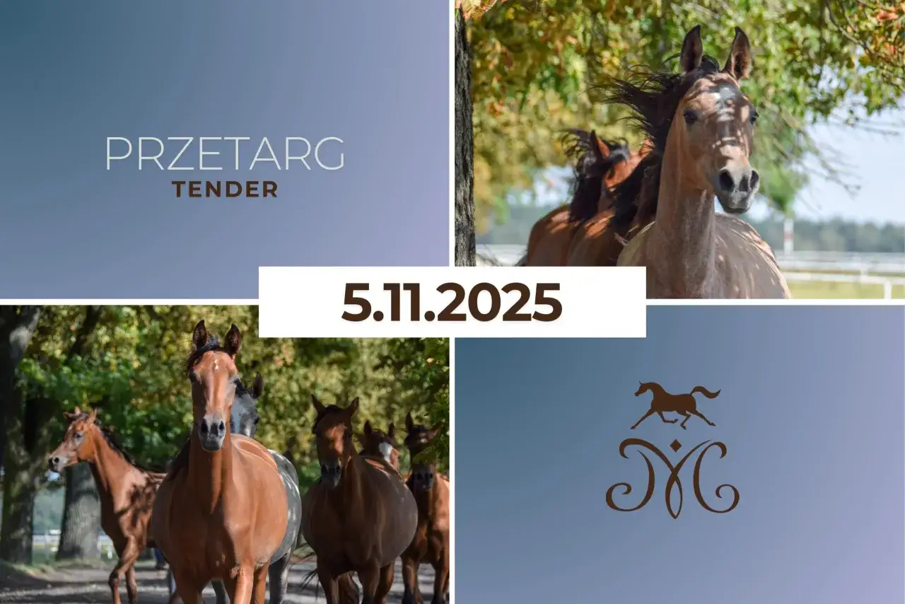 Stadnina koni w Udorzu zaprasza na przetarg 5.11.2025. Piękne konie w ruchu.