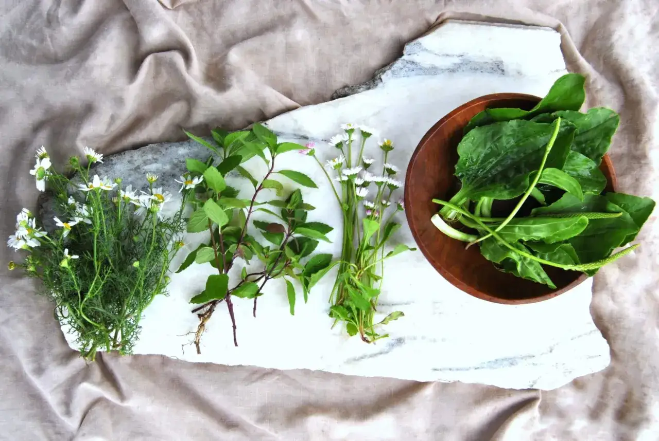 Chwast jadalny: odkryj zdrowe rośliny, które możesz jeść codziennie