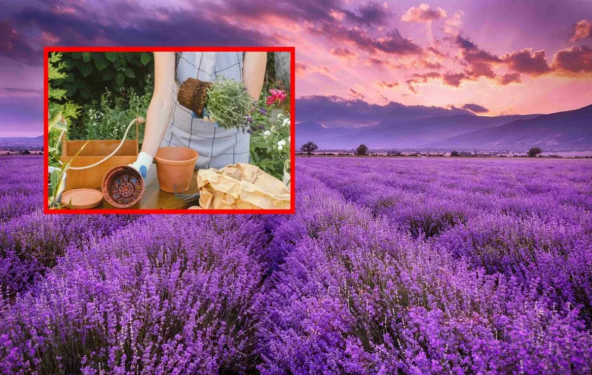 Sadzenie lawendy z doniczki: kiedy i jak, by pięknie kwitła?