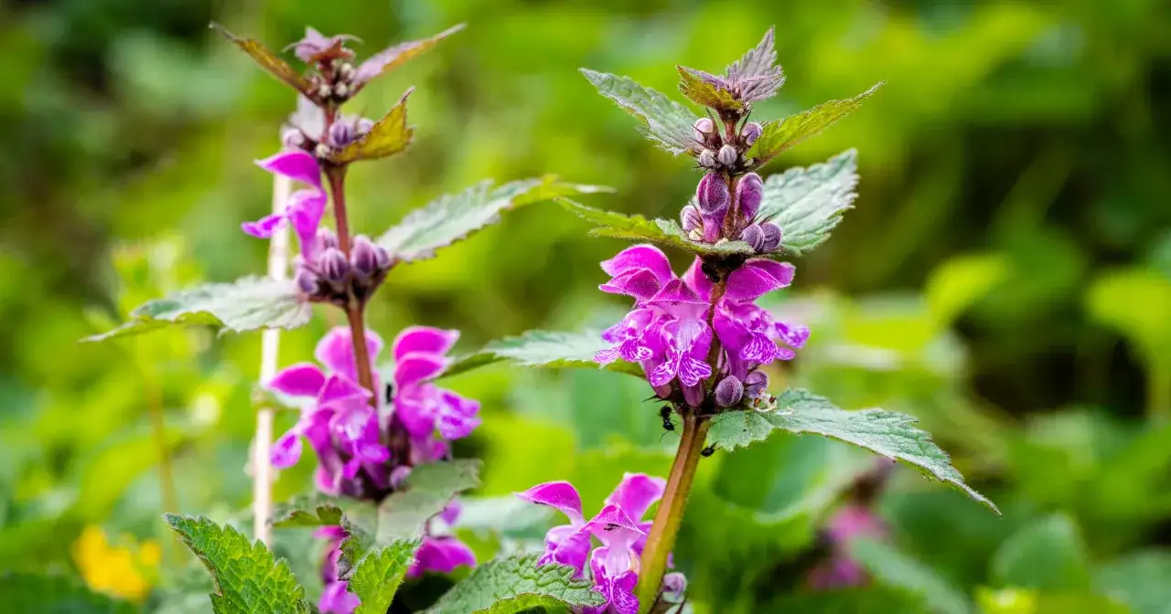 Purpurowy chwast zbożowy: Jak zidentyfikować i skutecznie zwalczyć?