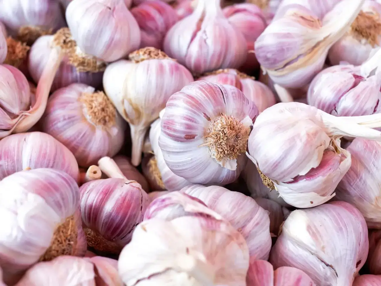 Stos świeżych główek czosnku chińskiego, z fioletowymi żyłkami na białych łuskach, gotowych do dodania smaku potrawom.