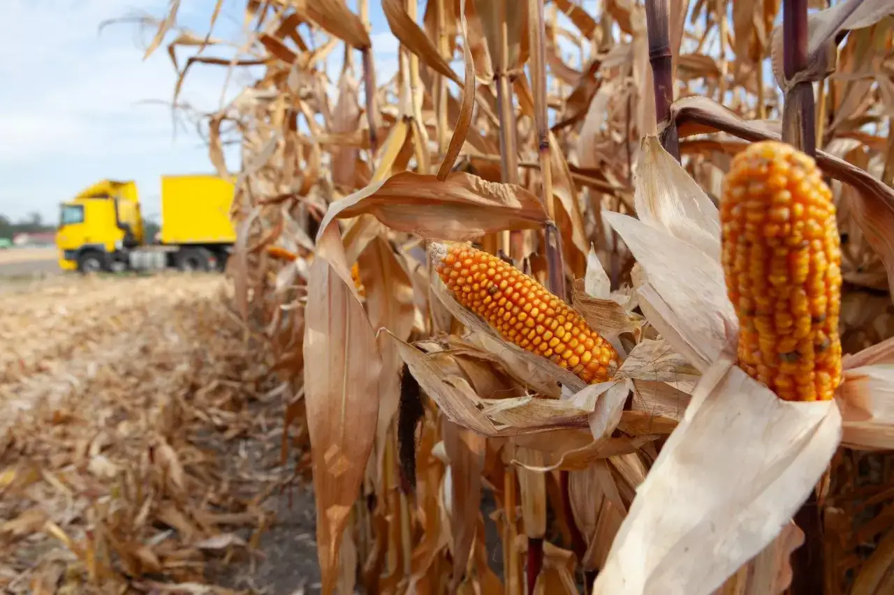 Sezon na kukurydzę w Polsce: Kiedy jest najlepsza i jak ją wybrać?