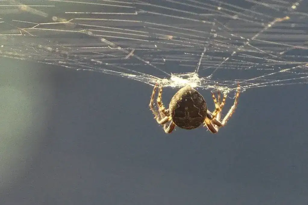 Czy pająk naprawdę przynosi szczęście? Znaczenie pająków w kulturze i przesądach