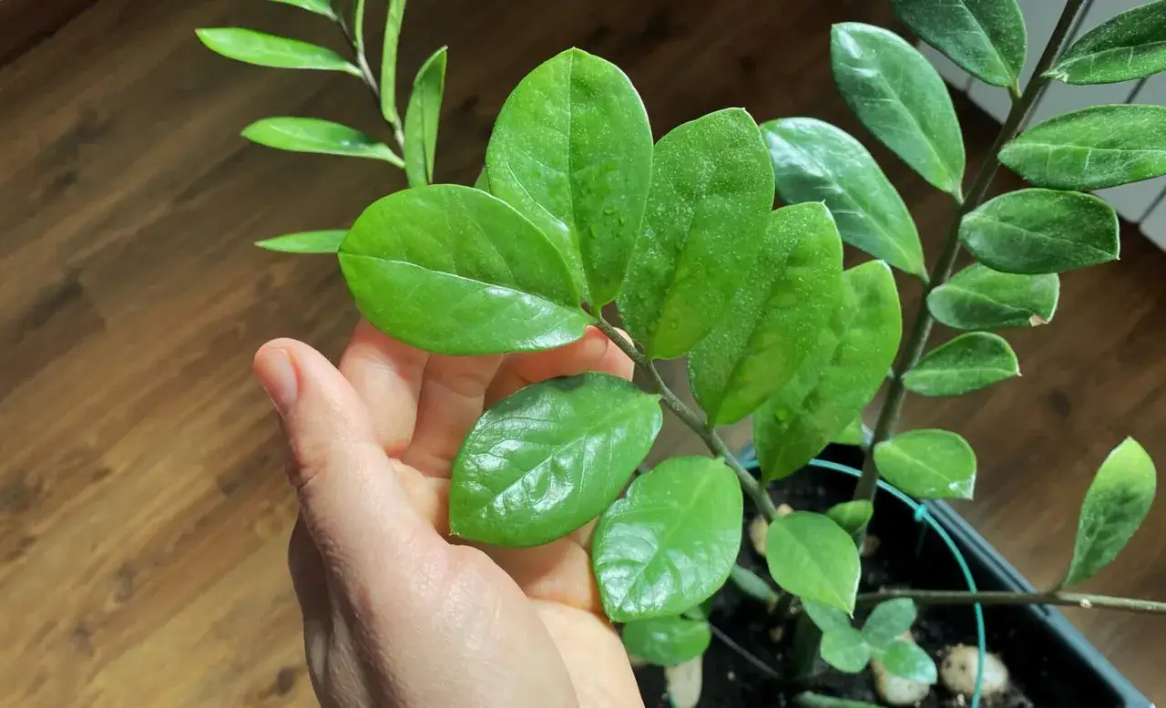 Jakie kwiaty do łazienki bez okna? Odkryj idealne rośliny do cienia