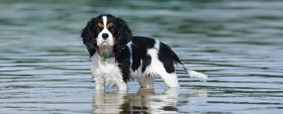 Sierść Cavaliera: Włosy czy sierść? Pielęgnacja, linienie, alergie