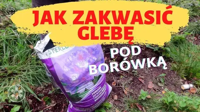 Jak zakwasić glebę pod borówki? Sprawdzone metody i triki