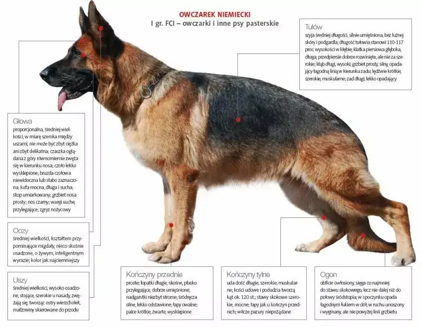 Czy na owczarka niemieckiego trzeba mieć pozwolenie? Sprawdź przepisy