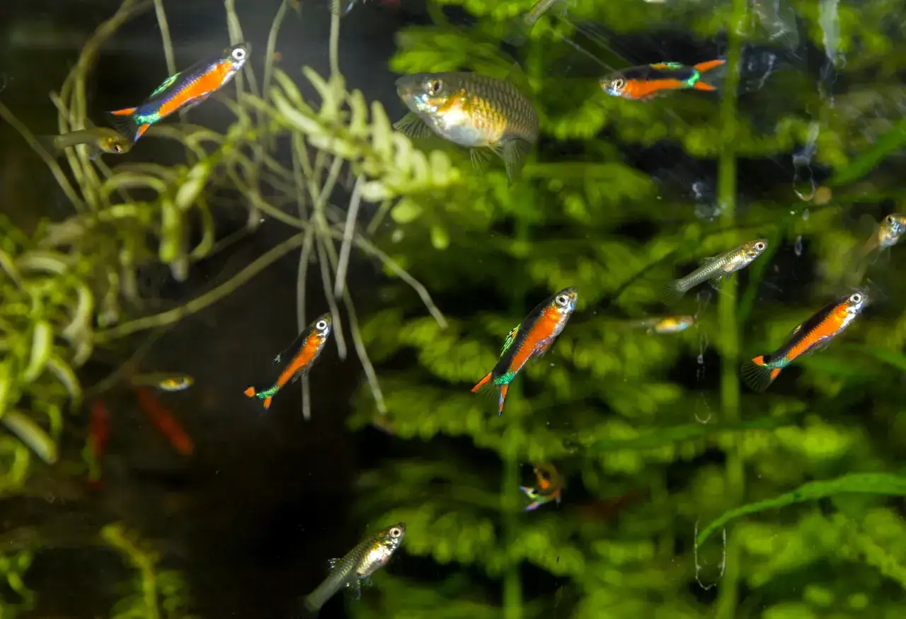 Jakie rybki z gupikami i neonkami? Unikaj błędów w akwarium