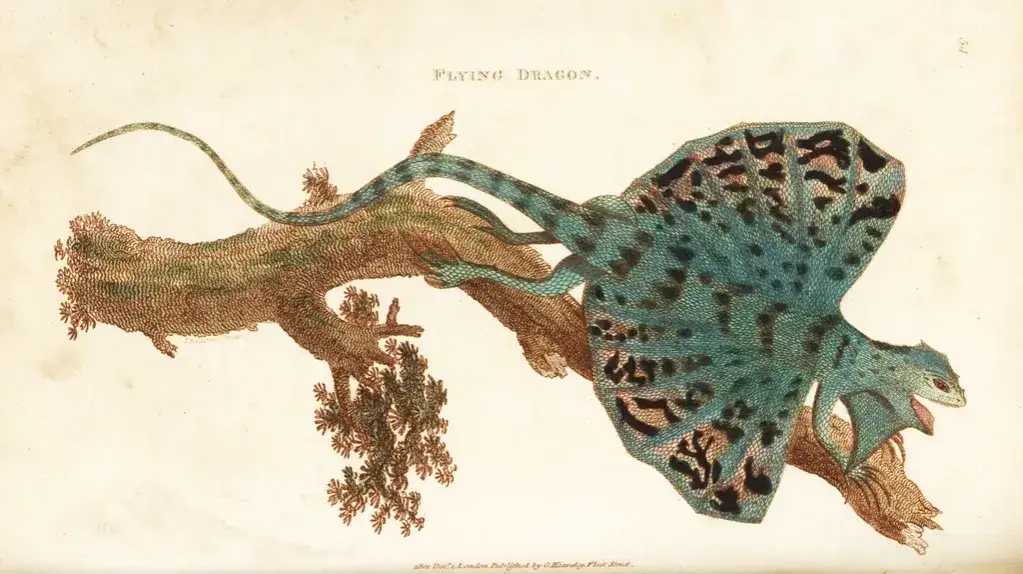 Jaszczurka jak smok: Niezwykłe cechy i życie latającego jaszczurki