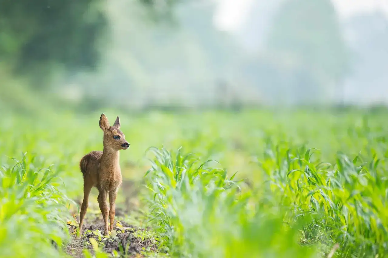 Młoda sarenka na polu. Zastanawiasz się, czym dokarmiac sarny? Najlepiej zostawić je w spokoju, by same znalazły pożywienie.