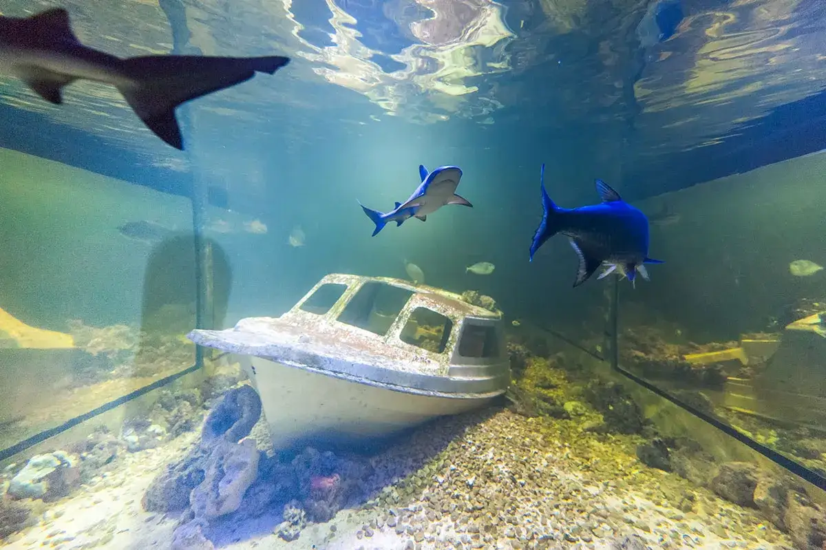 Oceanarium Kielce - Ciekawe atrakcje, godziny otwarcia i ceny biletów