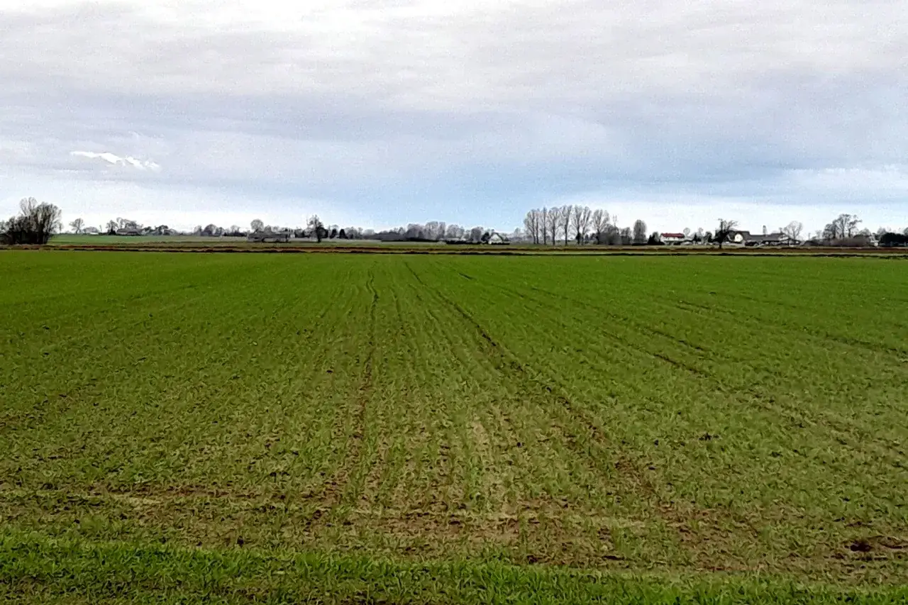 Owies: Dawki NPK. Ile i kiedy nawozić dla wysokiego plonu?