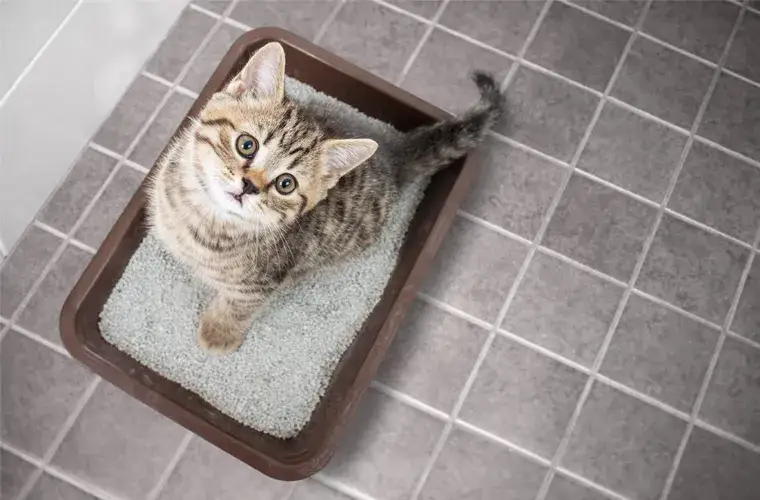 Co zamiast żwirku do kuwety? Skuteczne i zdrowe alternatywy