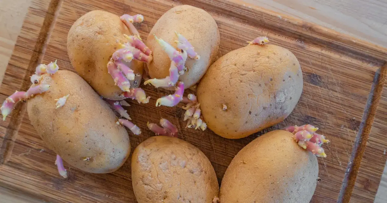 Kiełkujące ziemniaki na desce. To świetny sposób na kiełkujące ziemniaki, gdy chcesz je posadzić.