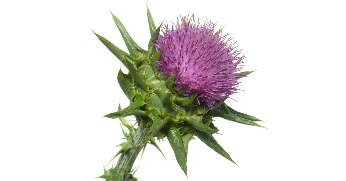 Ostropest plamisty herbata jak stosować, aby cieszyć się zdrowiem