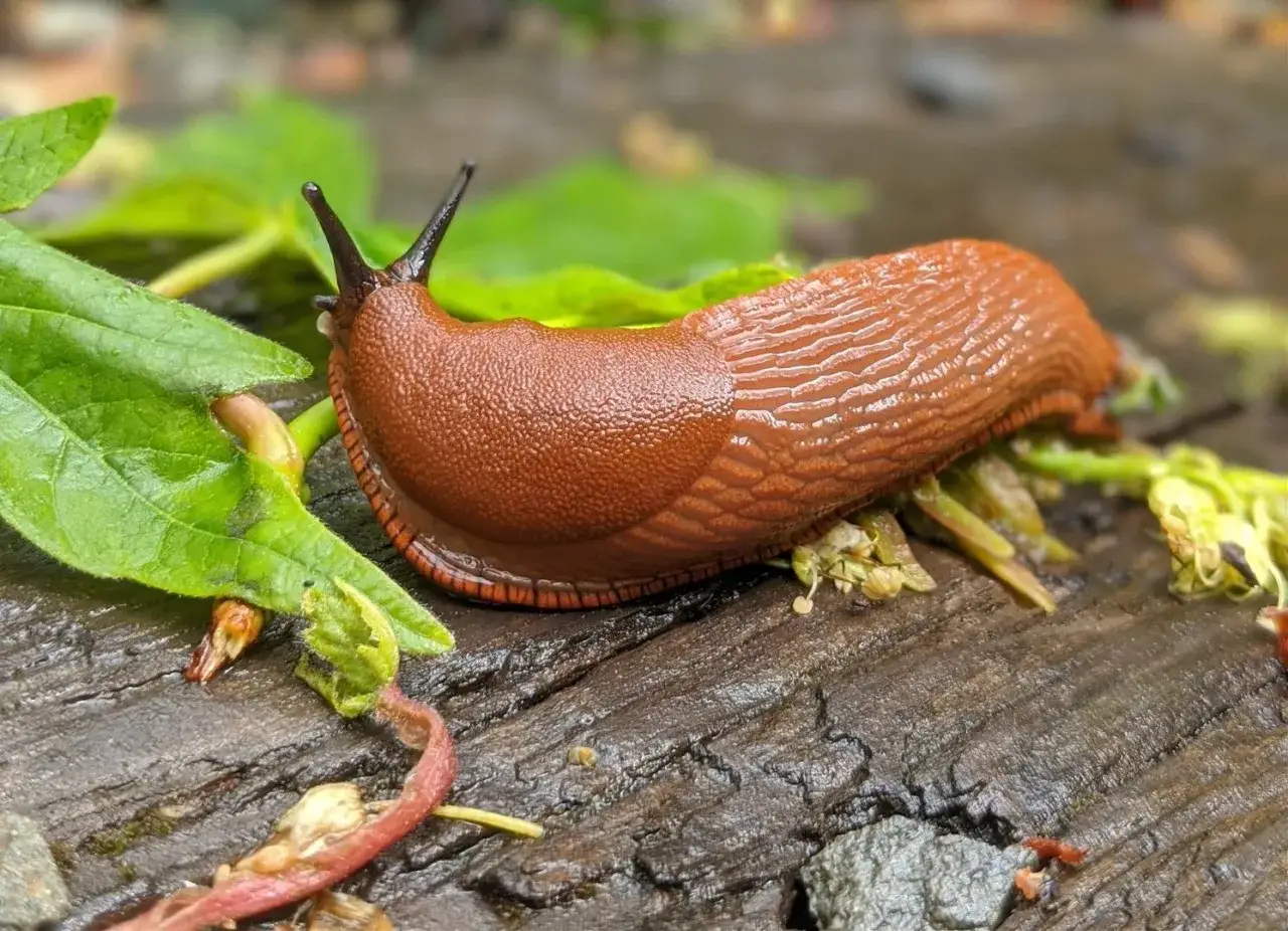 Co najlepsze na ślimaki? Ekologiczne i chemiczne sposoby.