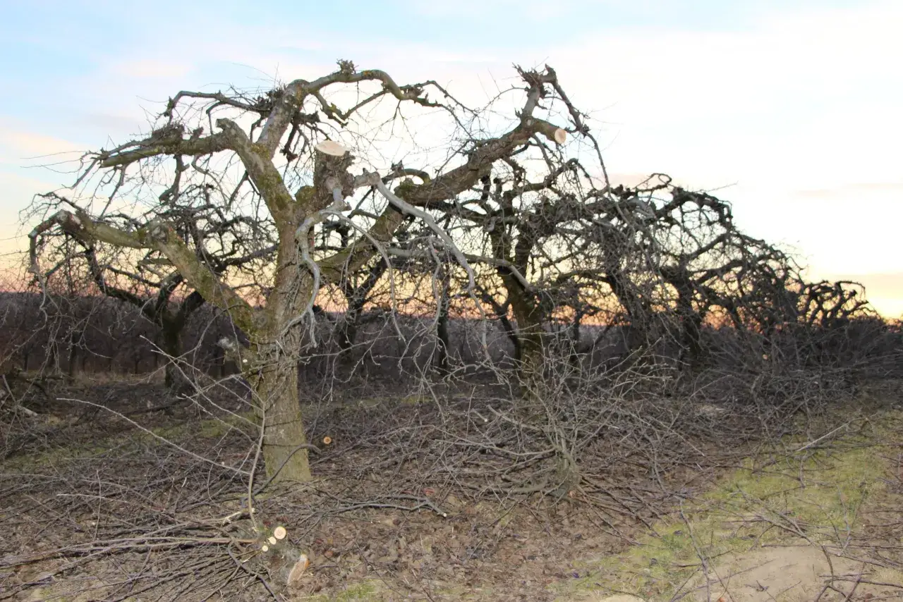 Odmładzanie starej jabłoni: Cięcie krok po kroku do obfitych plonów