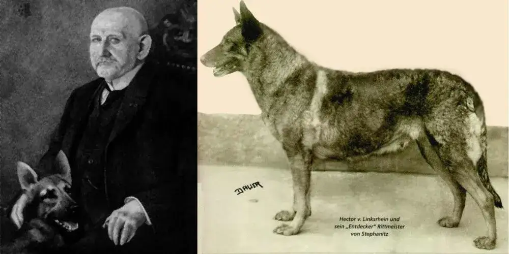 Czy owczarka niemieckiego można strzyc? Oto, co musisz wiedzieć