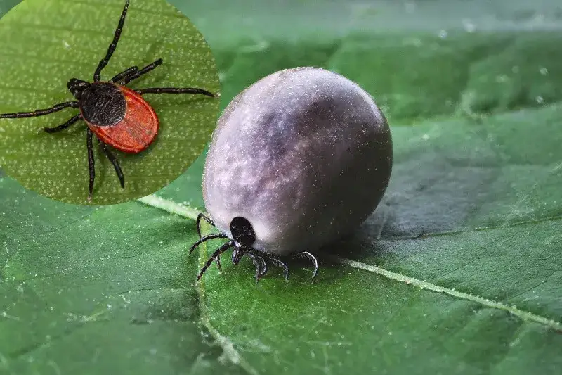 Skuteczne sposoby na odstraszenie kleszczy - naturalne i chemiczne metody