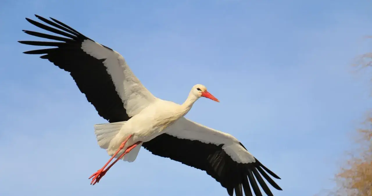 Dlaczego bociany odlatują do ciepłych krajów? Odkryj ich tajemnice migracji