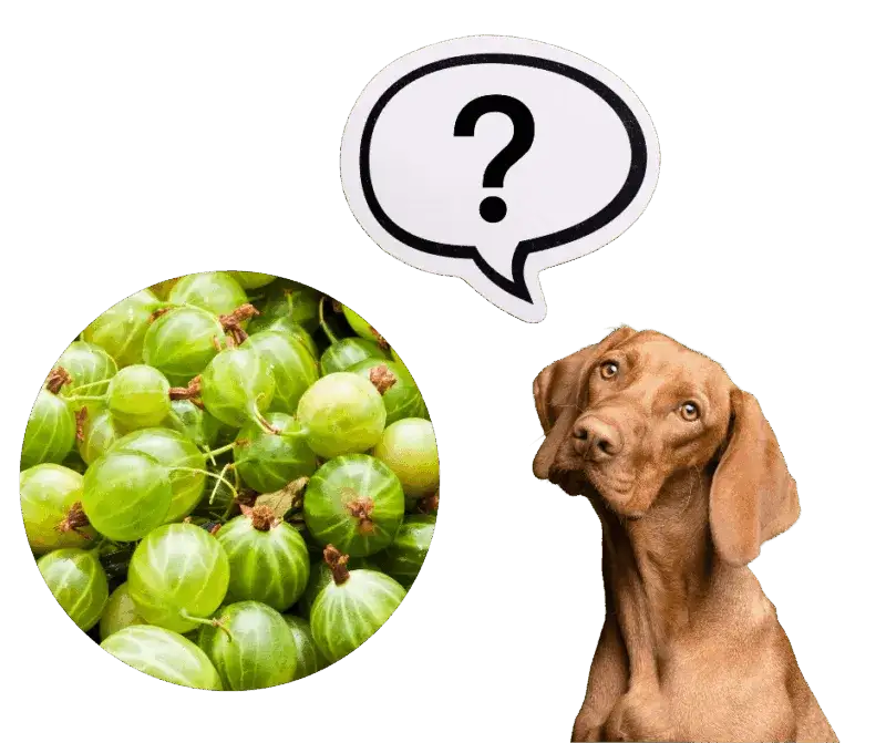 Czy pies może jeść agrest? Kontrowersje i zdrowotne aspekty dla pupila