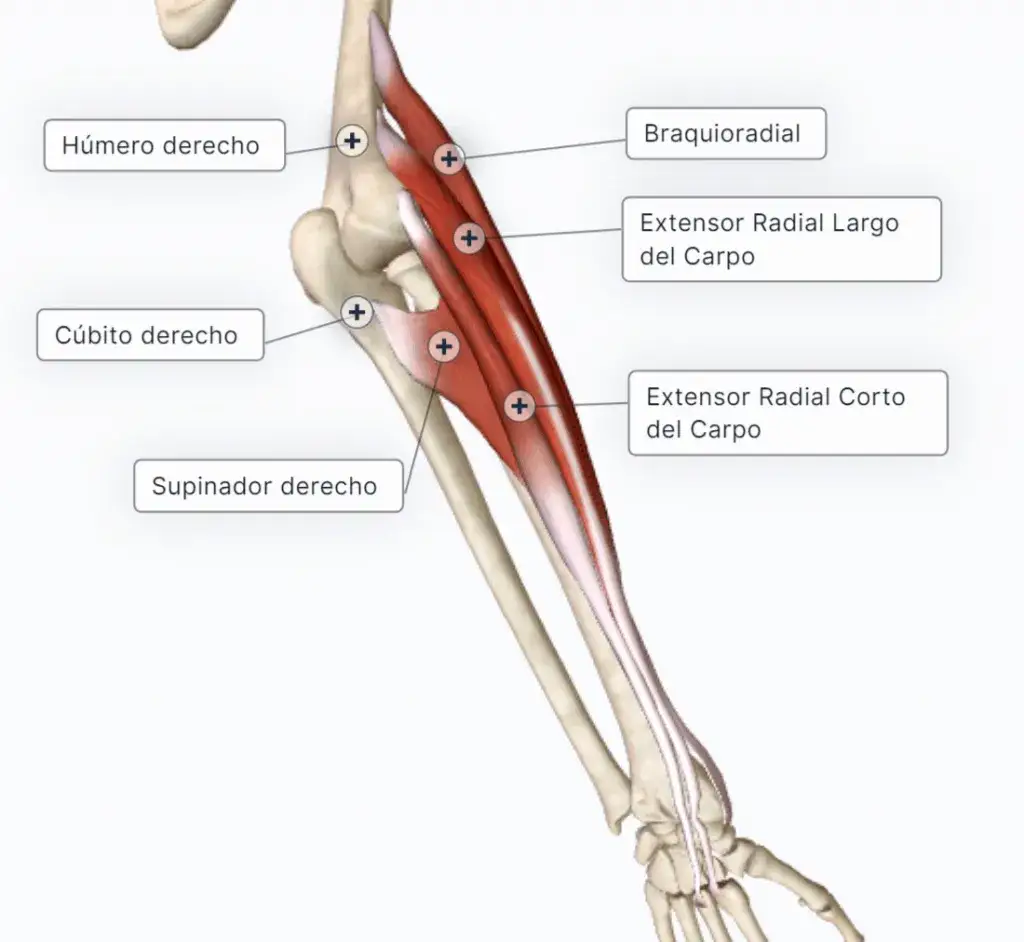 Todo sobre los músculos del antebrazo: funciones y clasificación esenciales