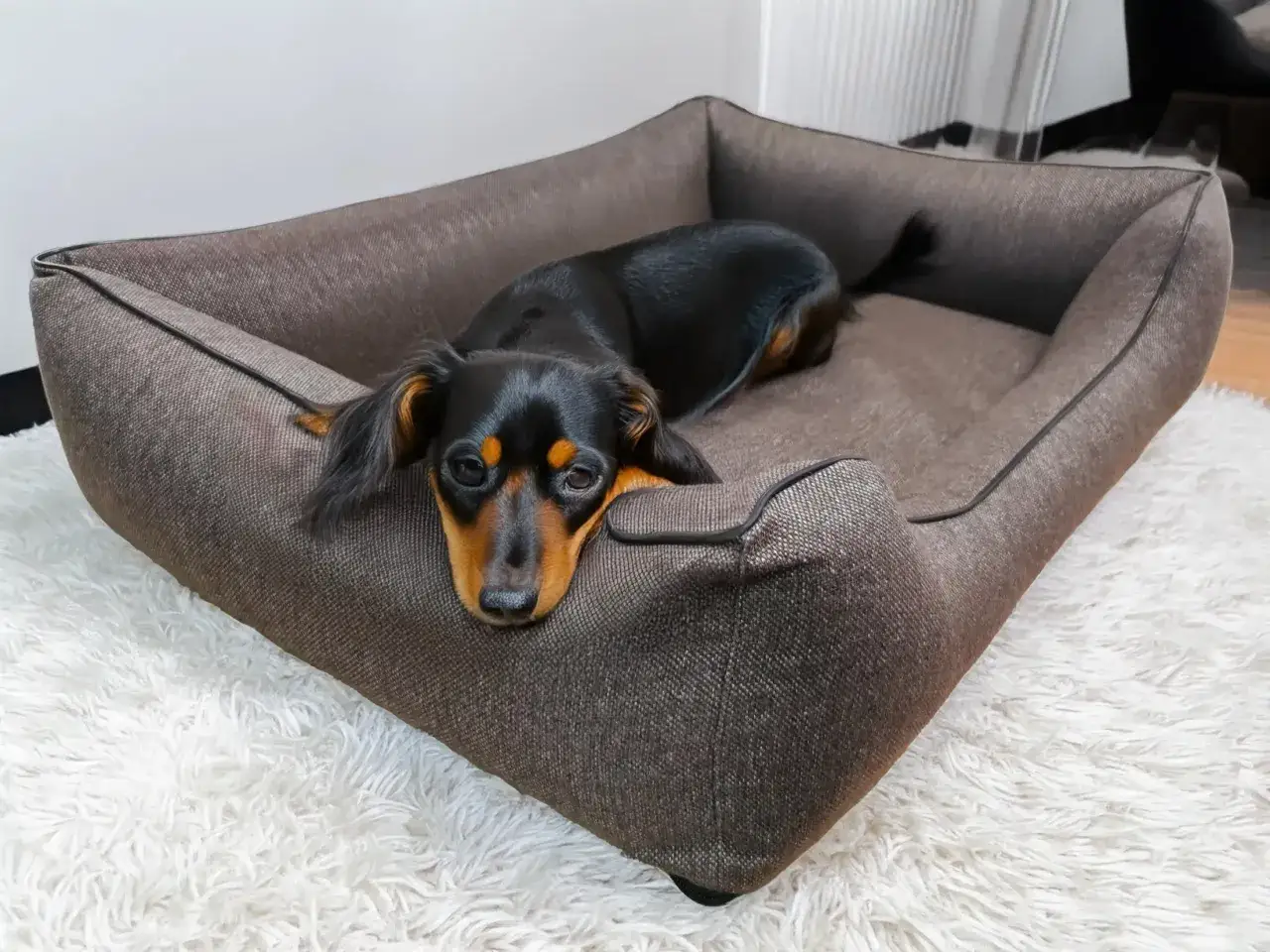 Jakie legowisko dla psa wybrać, by zapewnić mu komfort i zdrowie