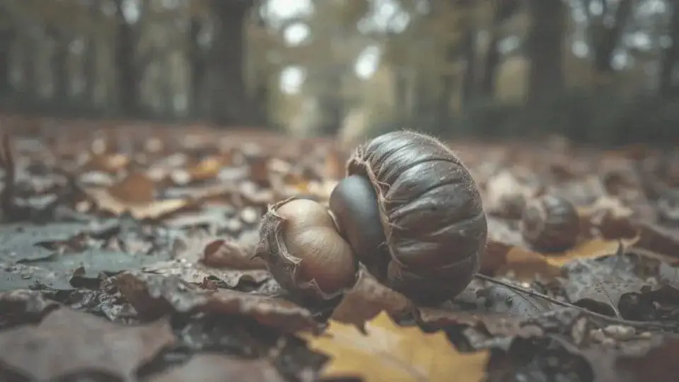 Czy pies może jeść kasztany? Toksyczność i zagrożenia dla zdrowia psa.