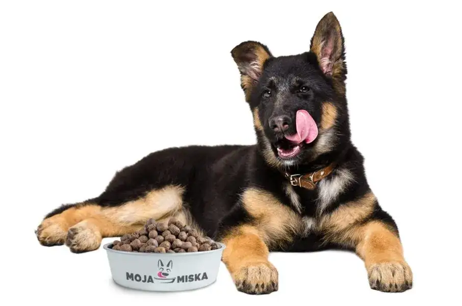 Jaka sucha karma dla owczarka niemieckiego zapewni zdrowie i siłę?