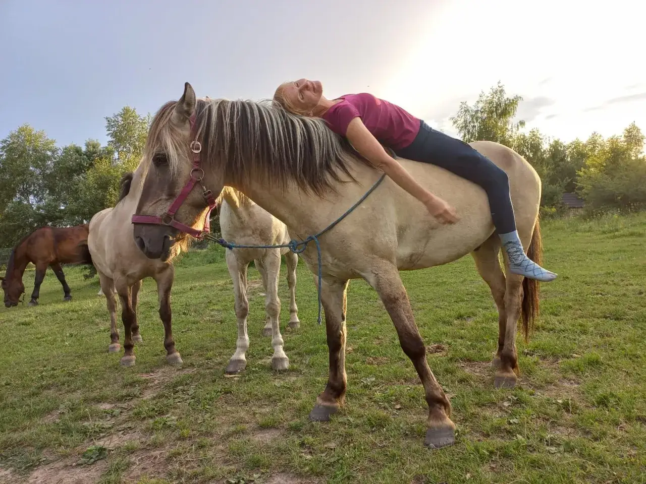 Jak oswoić konia? Poradnik: Zbuduj zaufanie i unikaj błędów