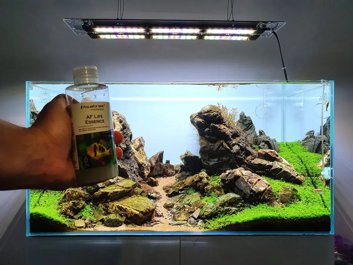 Jakie bakterie do akwarium są kluczowe dla zdrowia ryb i roślin?