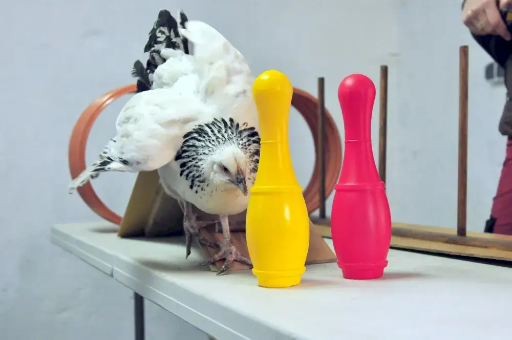 Jak wytresować kurczaka: skuteczne techniki i najczęstsze błędy