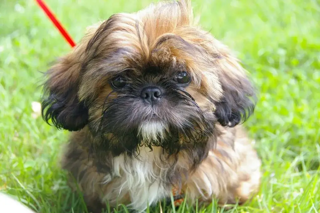 Kiedy shih tzu zmienia sierść i jak ułatwić ten proces?