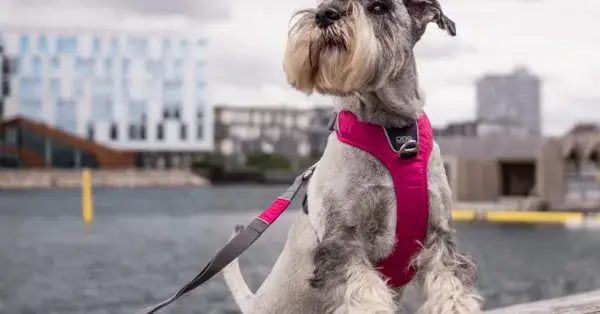 Jakie szelki dla psa który ciągnie - wybierz najlepsze rozwiązanie dla komfortu
